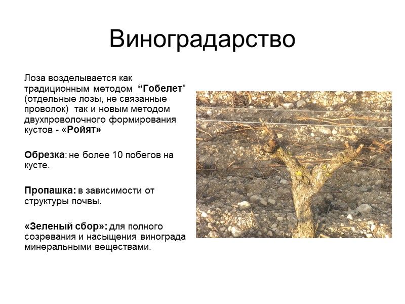 Виноградарство Лоза возделывается как традиционным методом  “Гобелет” (отдельные лозы, не связанные проволок) 